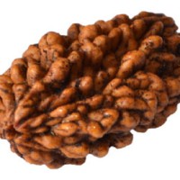 RUDRAKSHA